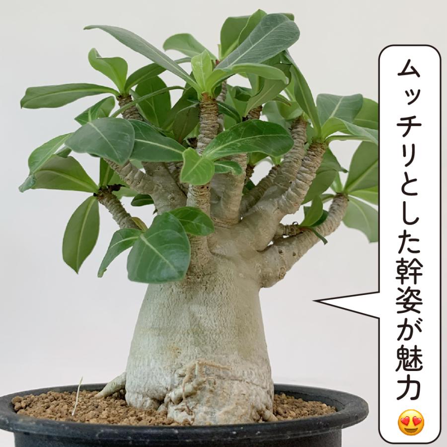 アデニウム アラビカム 4号 砂漠のバラ 塊根植物 コーデックス