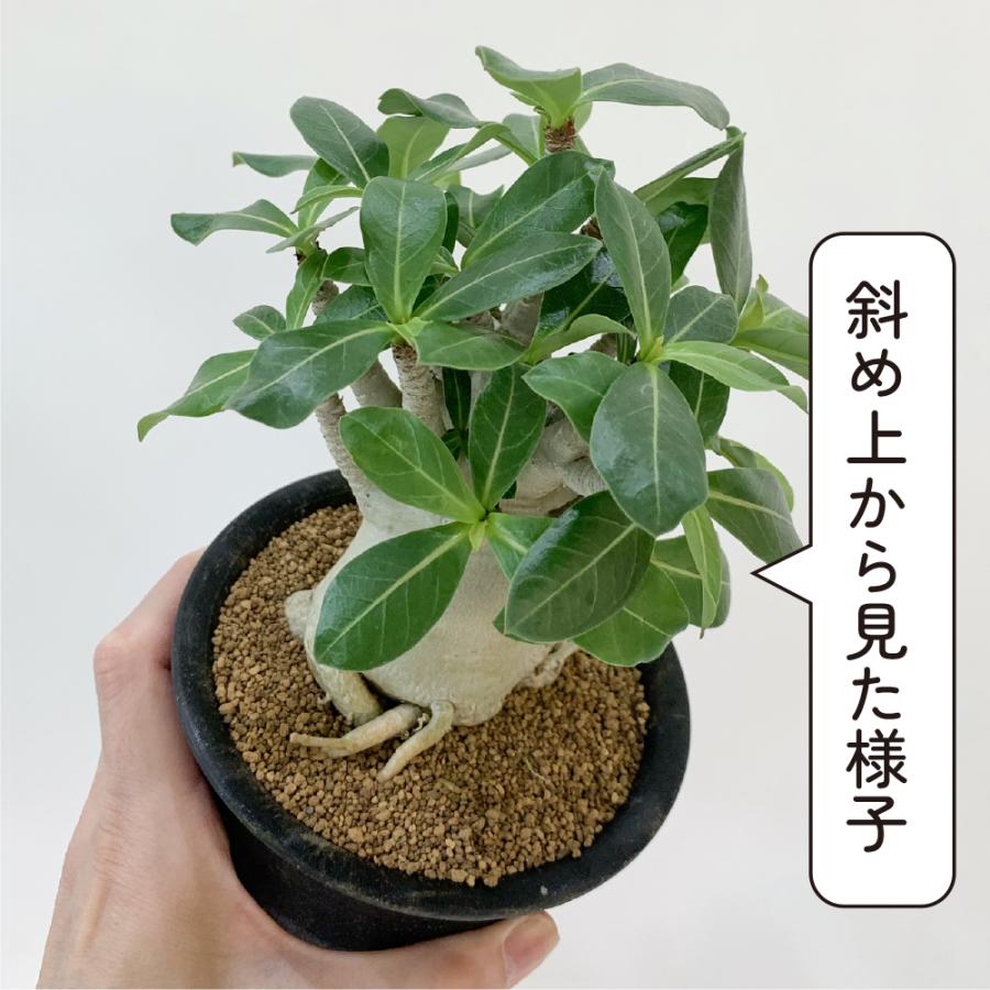アデニウム アラビカム 4号 砂漠のバラ 塊根植物 コーデックス