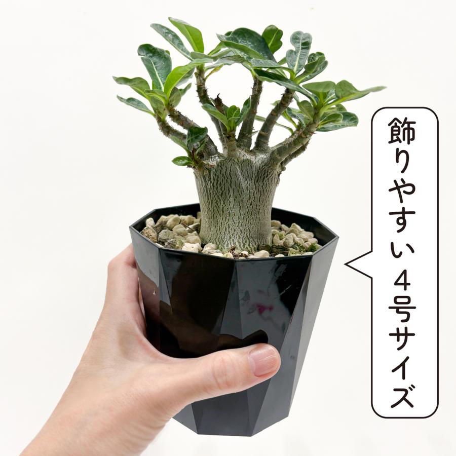 アデニウム アラビカム 4号 砂漠のバラ 塊根植物 コーデックス