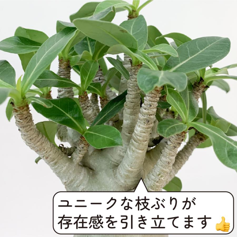 アデニウム アラビカム 4号 砂漠のバラ 塊根植物 コーデックス