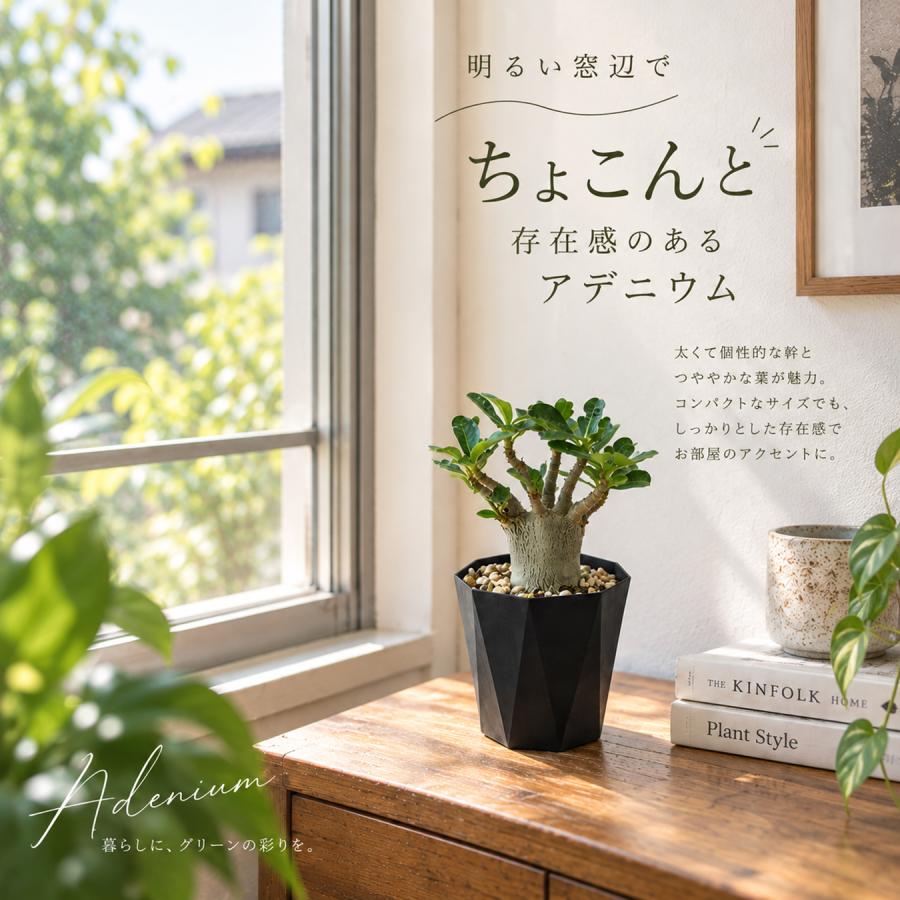 アデニウム アラビカム 4号 砂漠のバラ 塊根植物 コーデックス