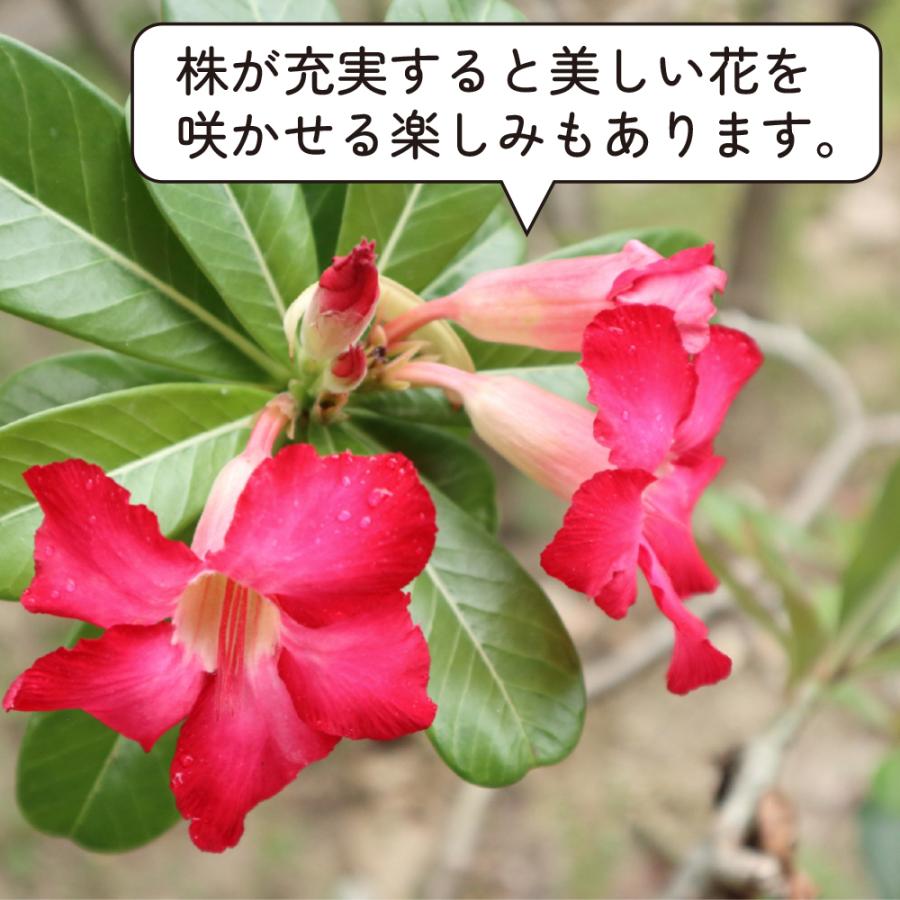 アデニウム アラビカム 4号 砂漠のバラ 塊根植物 コーデックス
