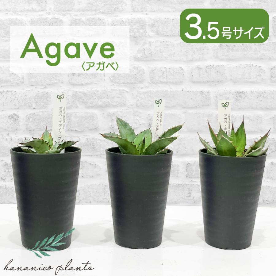 アガベ 観葉植物 チタノタ ブルー/オテロイ/ホリダ 3品種の中 アガベ 観葉植物 チタノタ ブルー/オテロイ/ホリダ 3品種の中