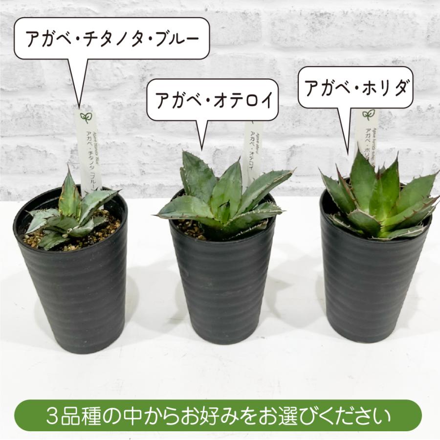 アガベ 観葉植物 チタノタ ブルー/オテロイ/ホリダ 3品種の中 アガベ 観葉植物 チタノタ ブルー/オテロイ/ホリダ 3品種の中