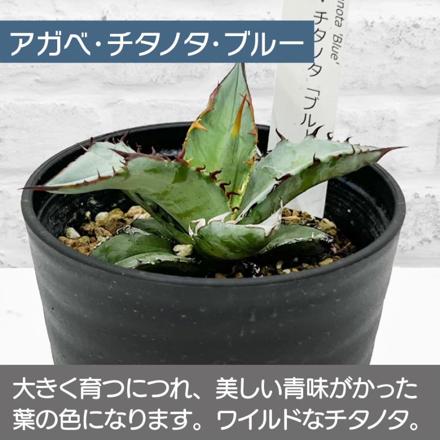 アガベ 観葉植物 チタノタ ブルー/オテロイ/ホリダ 3品種の中 アガベ 観葉植物 チタノタ ブルー/オテロイ/ホリダ 3品種の中