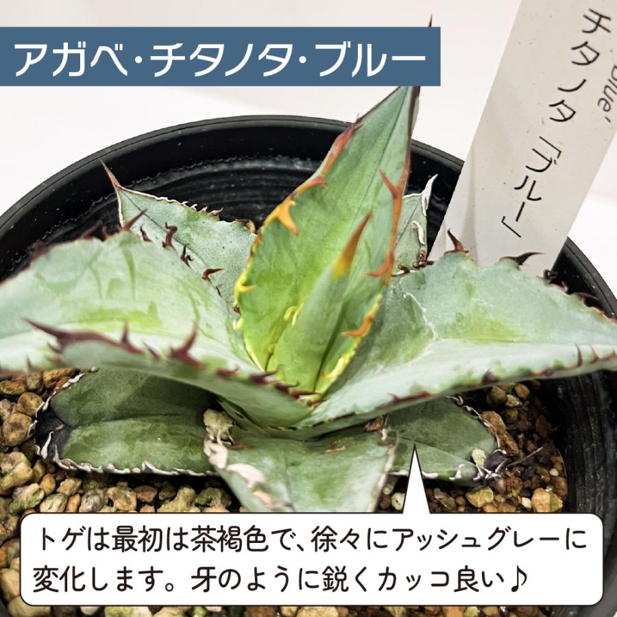 アガベ 観葉植物 チタノタ ブルー/オテロイ/ホリダ 3品種の中 アガベ 観葉植物 チタノタ ブルー/オテロイ/ホリダ 3品種の中