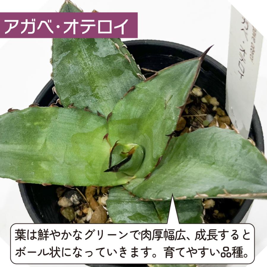 アガベ 観葉植物 チタノタ ブルー/オテロイ/ホリダ 3品種の中 アガベ 観葉植物 チタノタ ブルー/オテロイ/ホリダ 3品種の中