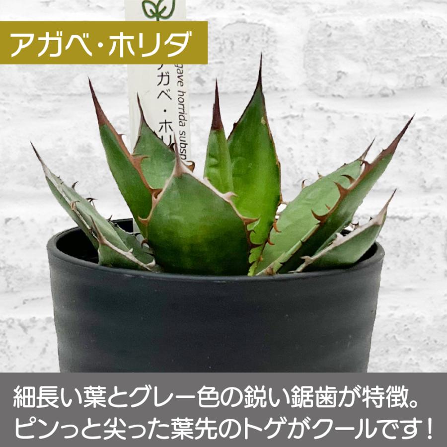 アガベ 観葉植物 チタノタ ブルー/オテロイ/ホリダ 3品種の中 アガベ 観葉植物 チタノタ ブルー/オテロイ/ホリダ 3品種の中