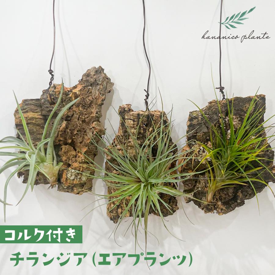 チランジア（エアプランツ）コルク着生｜品種おまかせ インテリア