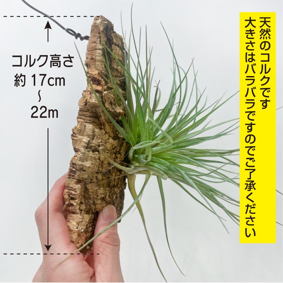 チランジア（エアプランツ）コルク着生｜品種おまかせ インテリア