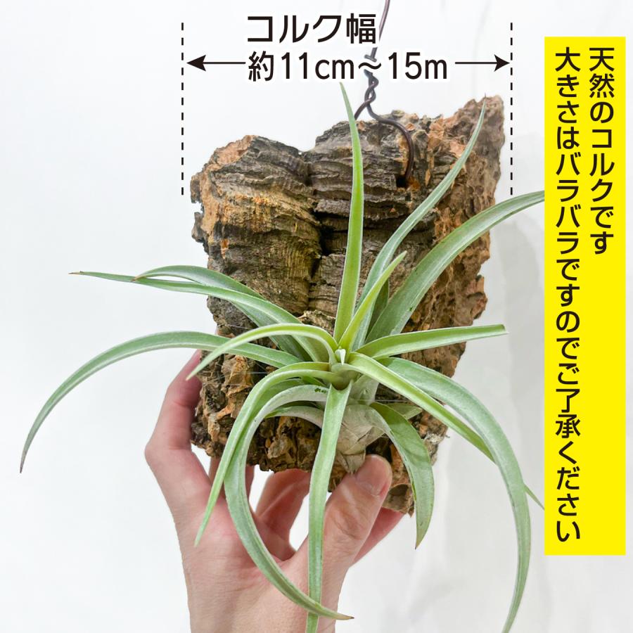 チランジア（エアプランツ）コルク着生｜品種おまかせ インテリア