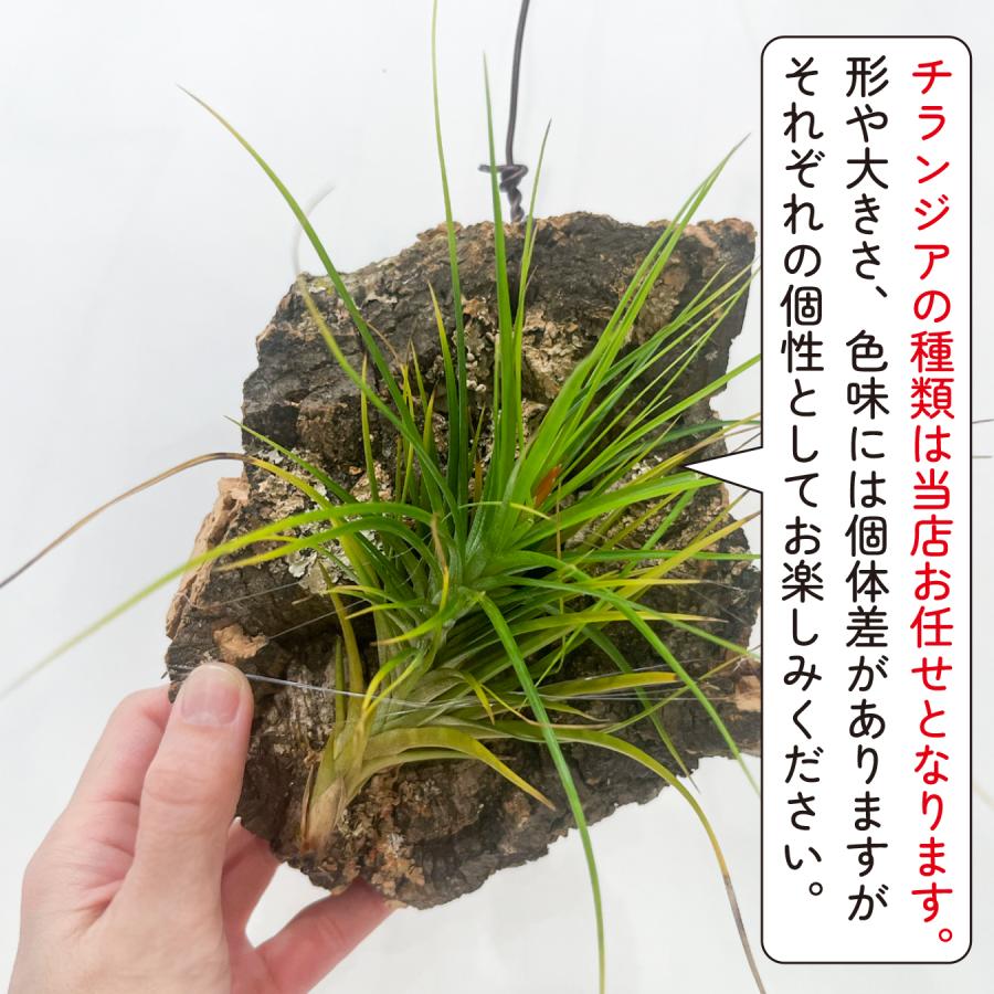 チランジア（エアプランツ）コルク着生｜品種おまかせ インテリア