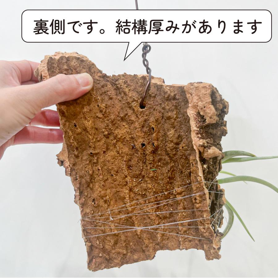 チランジア（エアプランツ）コルク着生｜品種おまかせ インテリア
