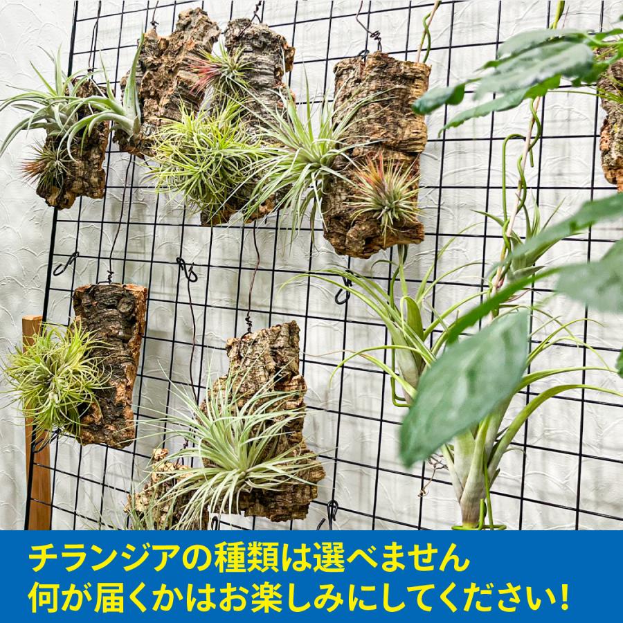チランジア（エアプランツ）コルク着生｜品種おまかせ インテリア