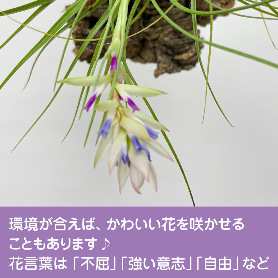 チランジア（エアプランツ）コルク着生｜品種おまかせ インテリア