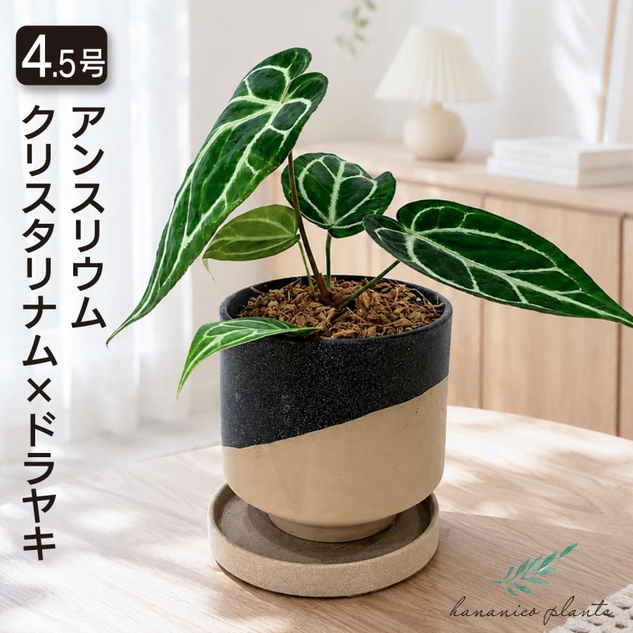 アンスリウム クリスタリナム×ドラヤキ 4.5号鉢 希少 観葉植物