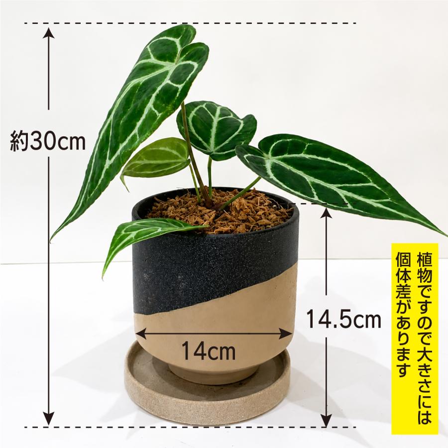 アンスリウム クリスタリナム×ドラヤキ 4.5号鉢 希少 観葉植物