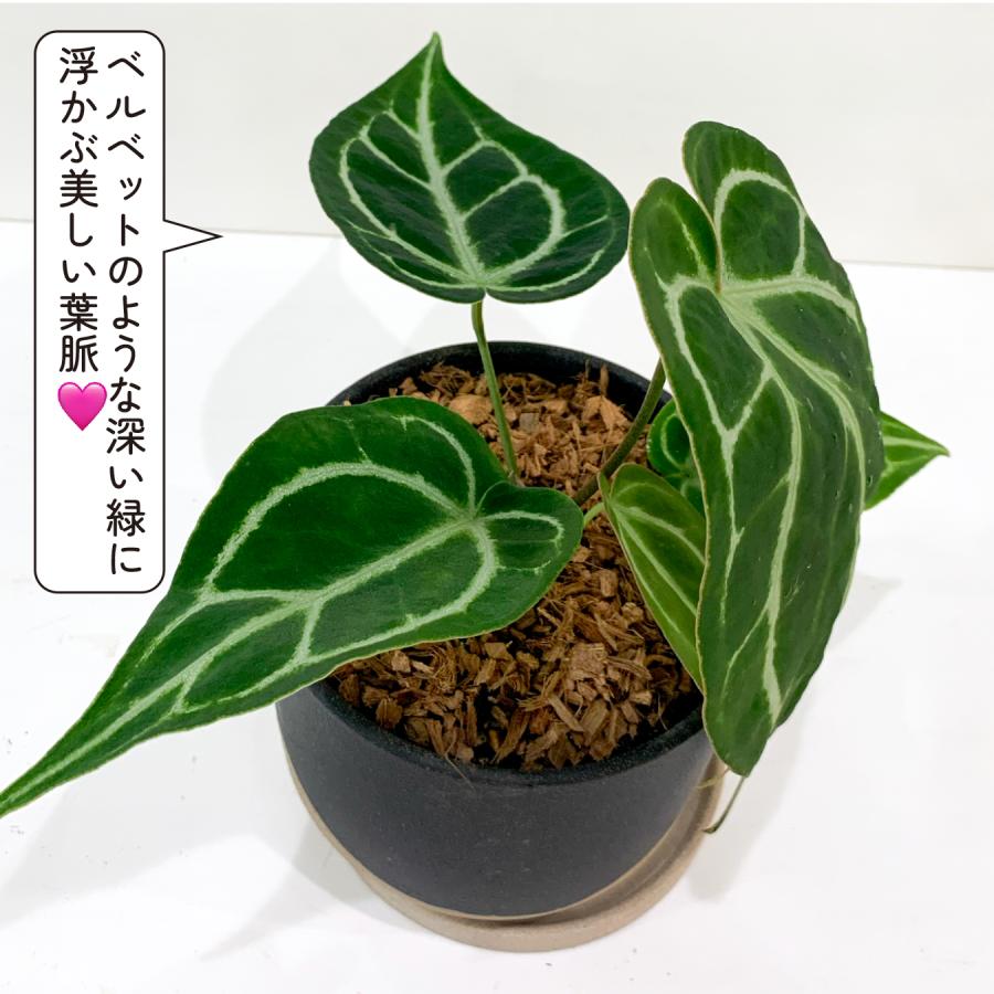 アンスリウム クリスタリナム×ドラヤキ 4.5号鉢 希少 観葉植物