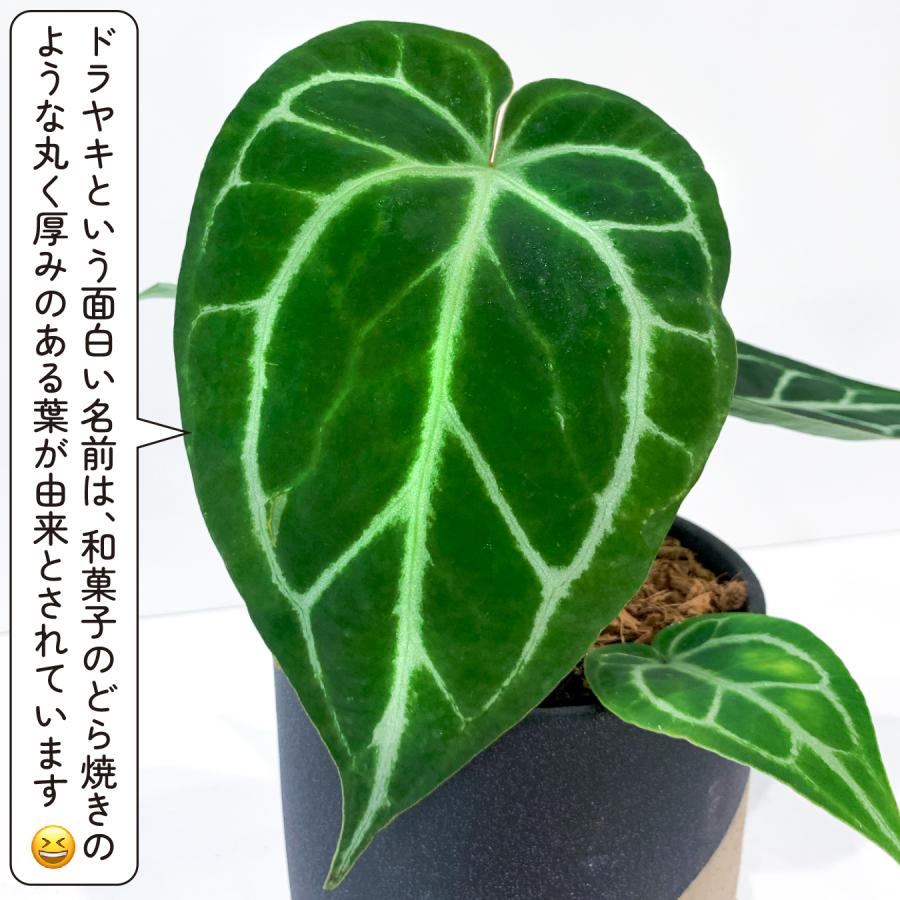 アンスリウム クリスタリナム×ドラヤキ 4.5号鉢 希少 観葉植物
