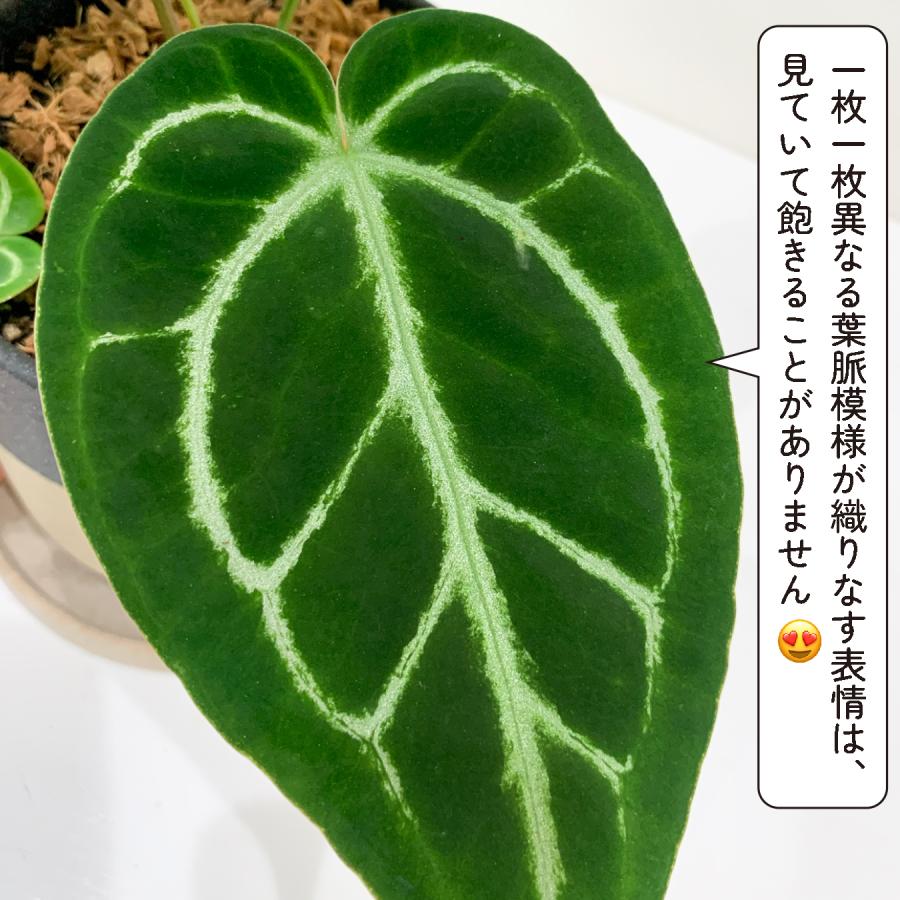 アンスリウム クリスタリナム×ドラヤキ 4.5号鉢 希少 観葉植物