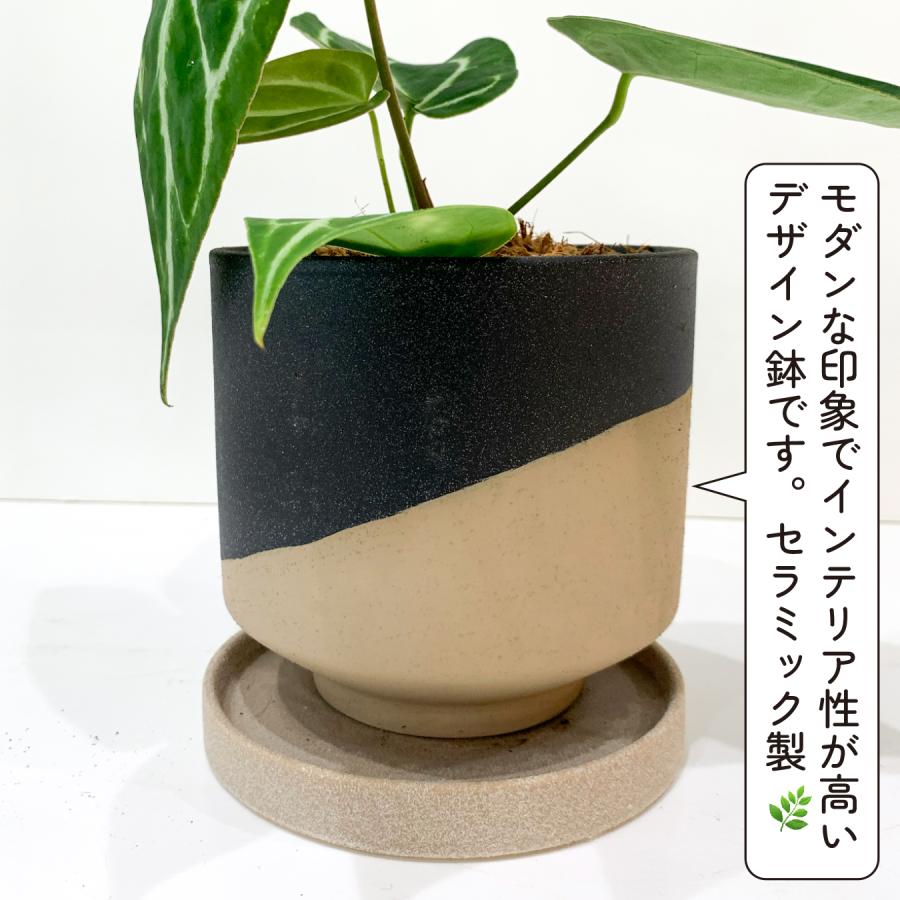 アンスリウム クリスタリナム×ドラヤキ 4.5号鉢 希少 観葉植物