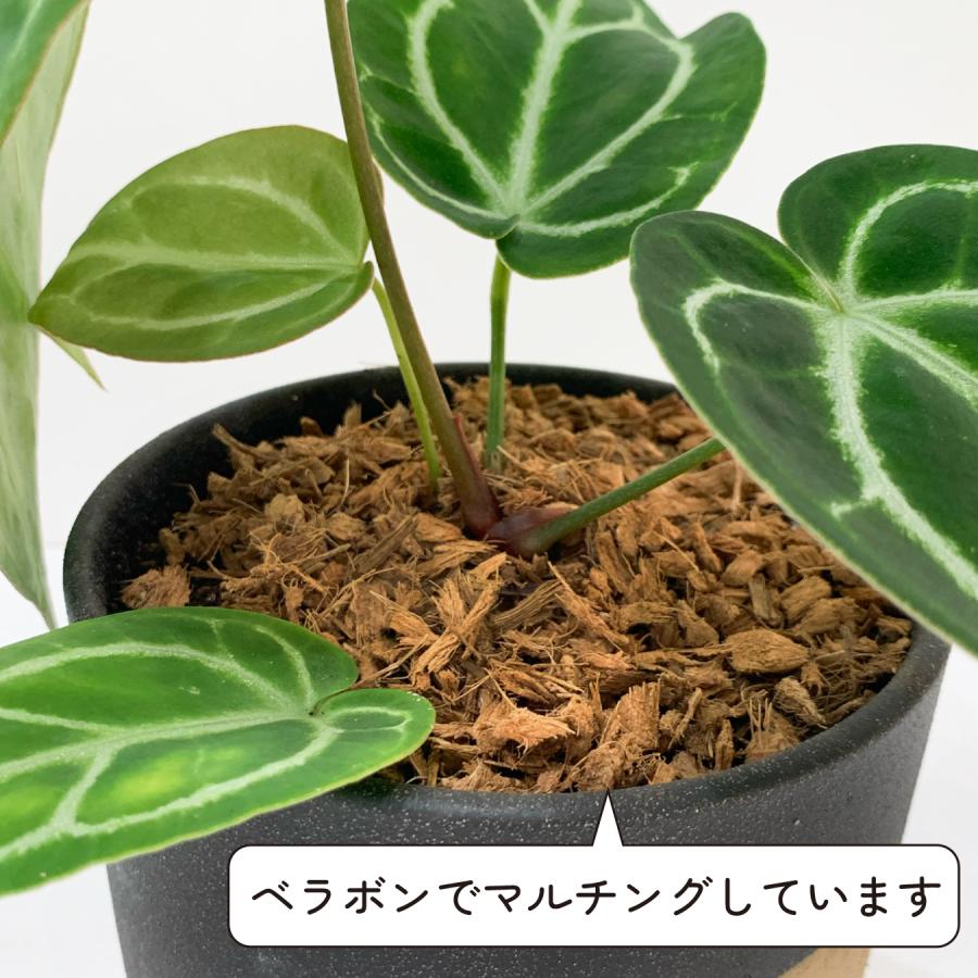 アンスリウム クリスタリナム×ドラヤキ 4.5号鉢 希少 観葉植物