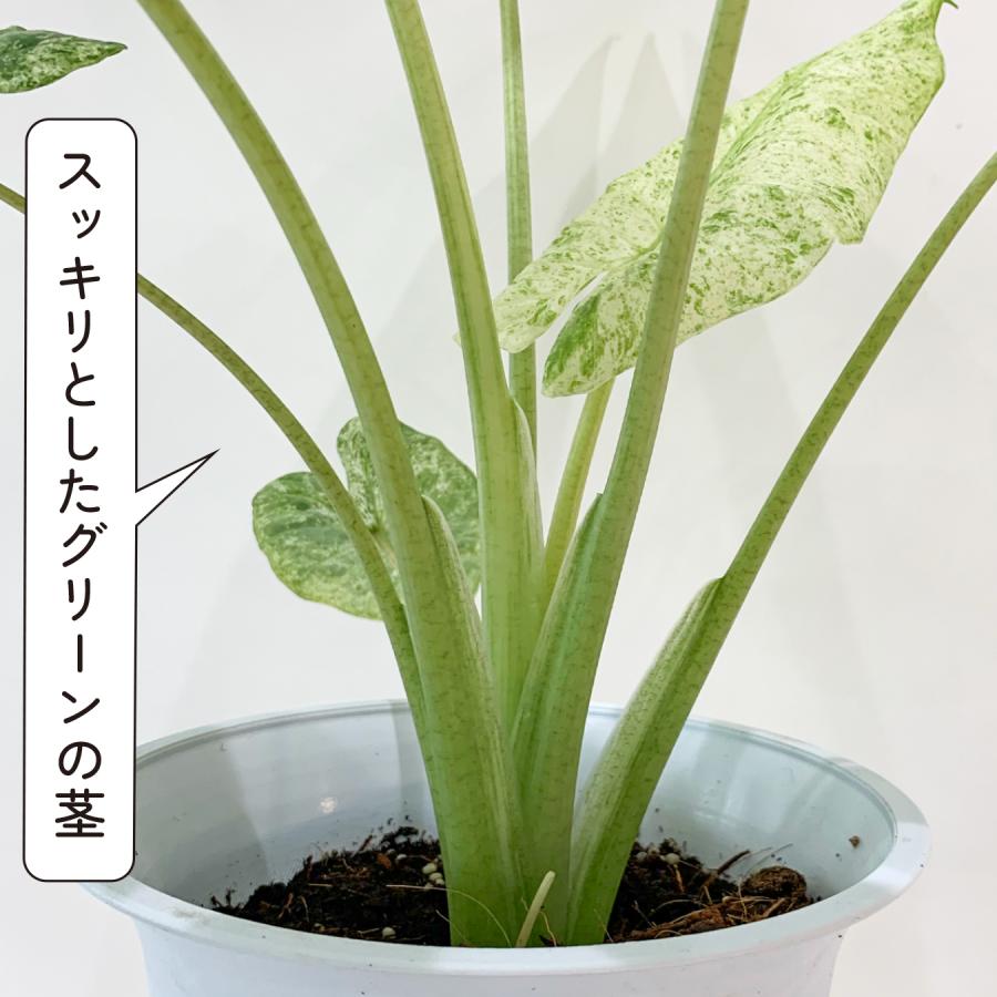 【*】様 【超希少/300円スタート】オバティフォリア　白中斑　トランカータ　オ アロカシア オドラ バリエガータ 希少 斑入り 散り斑（ミント斑）観葉