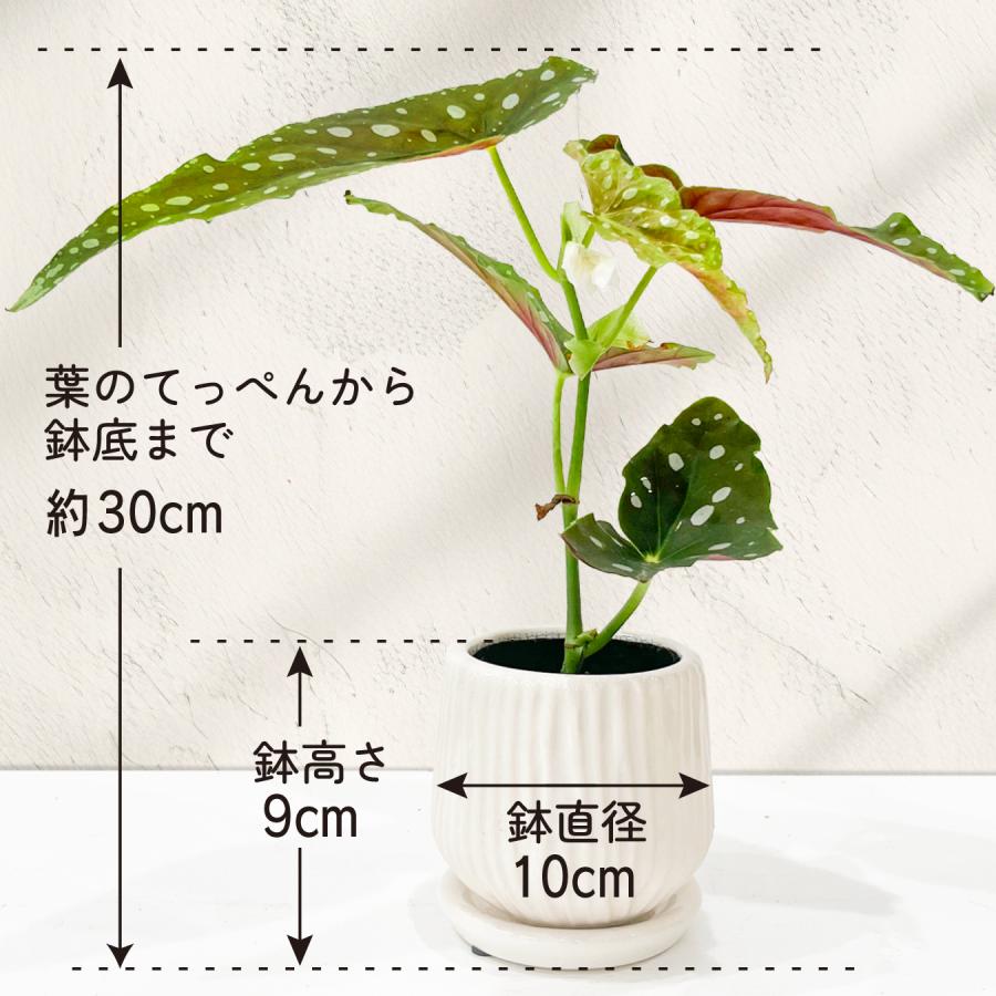 ベゴニア マクラータ （ポルカドットベゴニア） 観葉植物 3号鉢 水玉