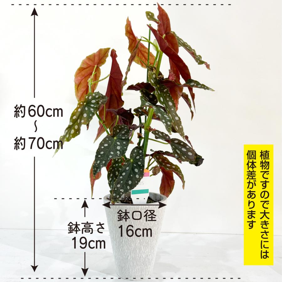 ベゴニア マクラータ （ポルカドットベゴニア） 観葉植物 5.5号 水玉