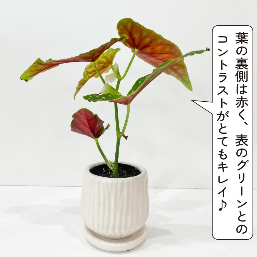 ベゴニア マクラータ （ポルカドットベゴニア） 観葉植物 3号鉢 水玉