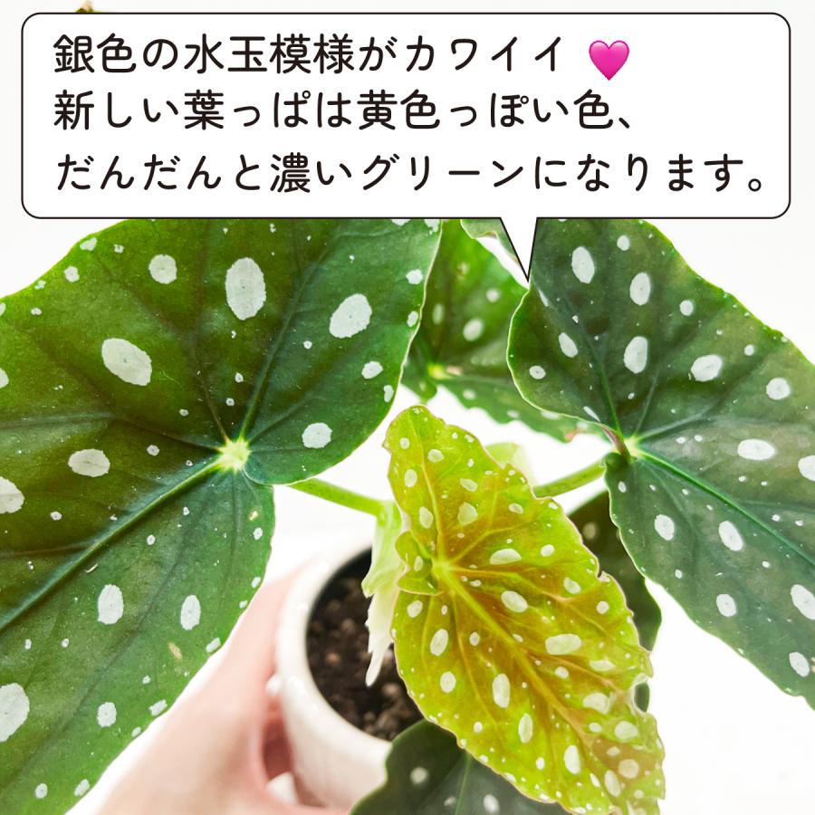 ベゴニア マクラータ （ポルカドットベゴニア） 観葉植物 3号鉢 水玉