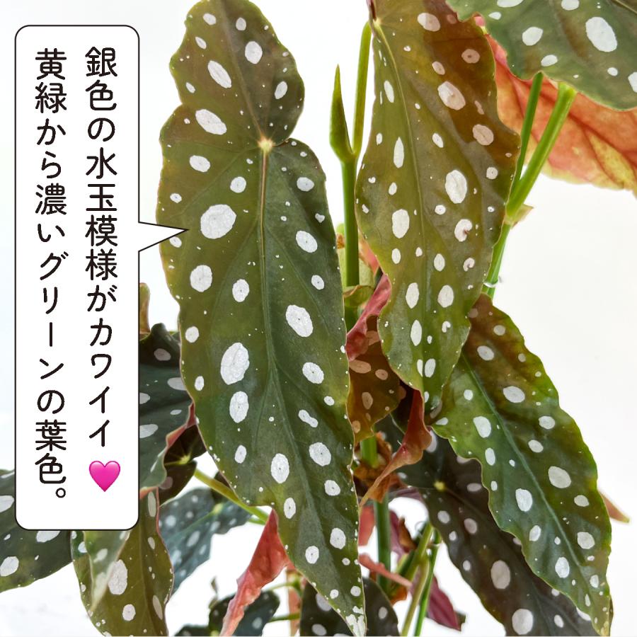 ベゴニア マクラータ （ポルカドットベゴニア） 観葉植物 5.5号 水玉