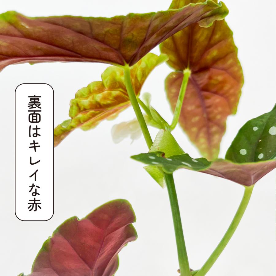 ベゴニア マクラータ （ポルカドットベゴニア） 観葉植物 3号鉢 水玉