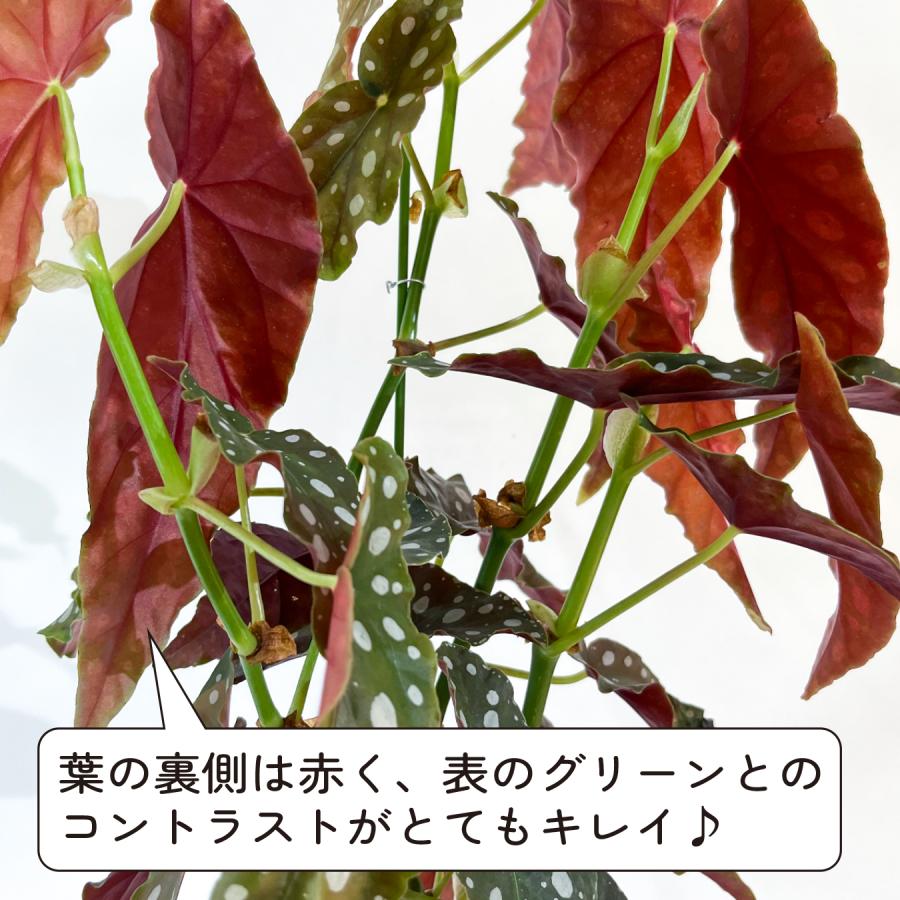 ベゴニア マクラータ （ポルカドットベゴニア） 観葉植物 5.5号 水玉