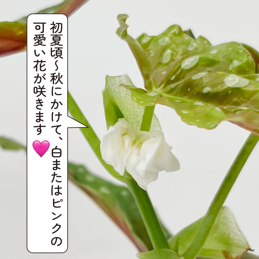 ベゴニア マクラータ （ポルカドットベゴニア） 観葉植物 3号鉢 水玉