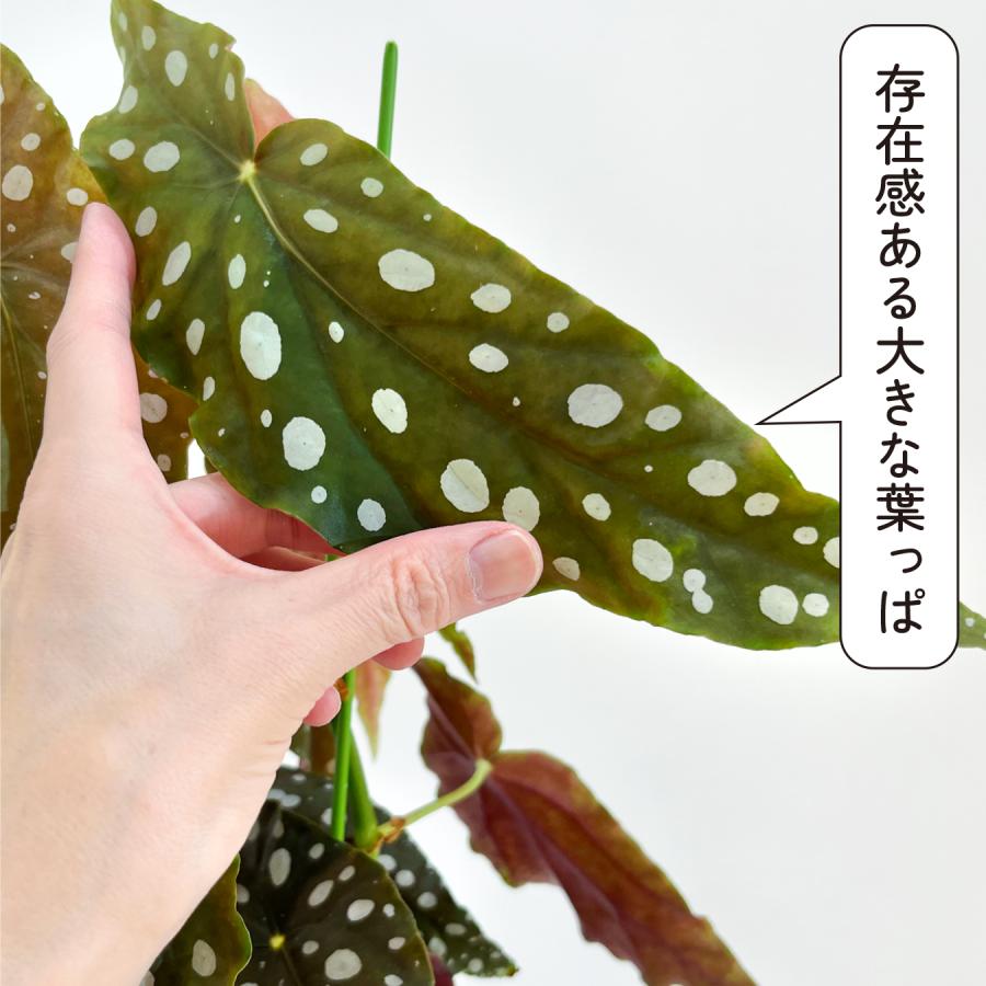 ベゴニア マクラータ （ポルカドットベゴニア） 観葉植物 5.5号 水玉