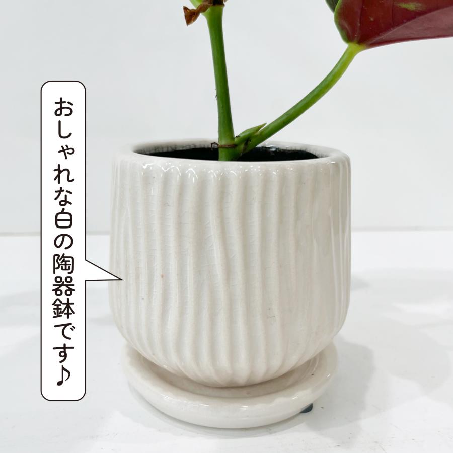 ベゴニア マクラータ （ポルカドットベゴニア） 観葉植物 3号鉢 水玉