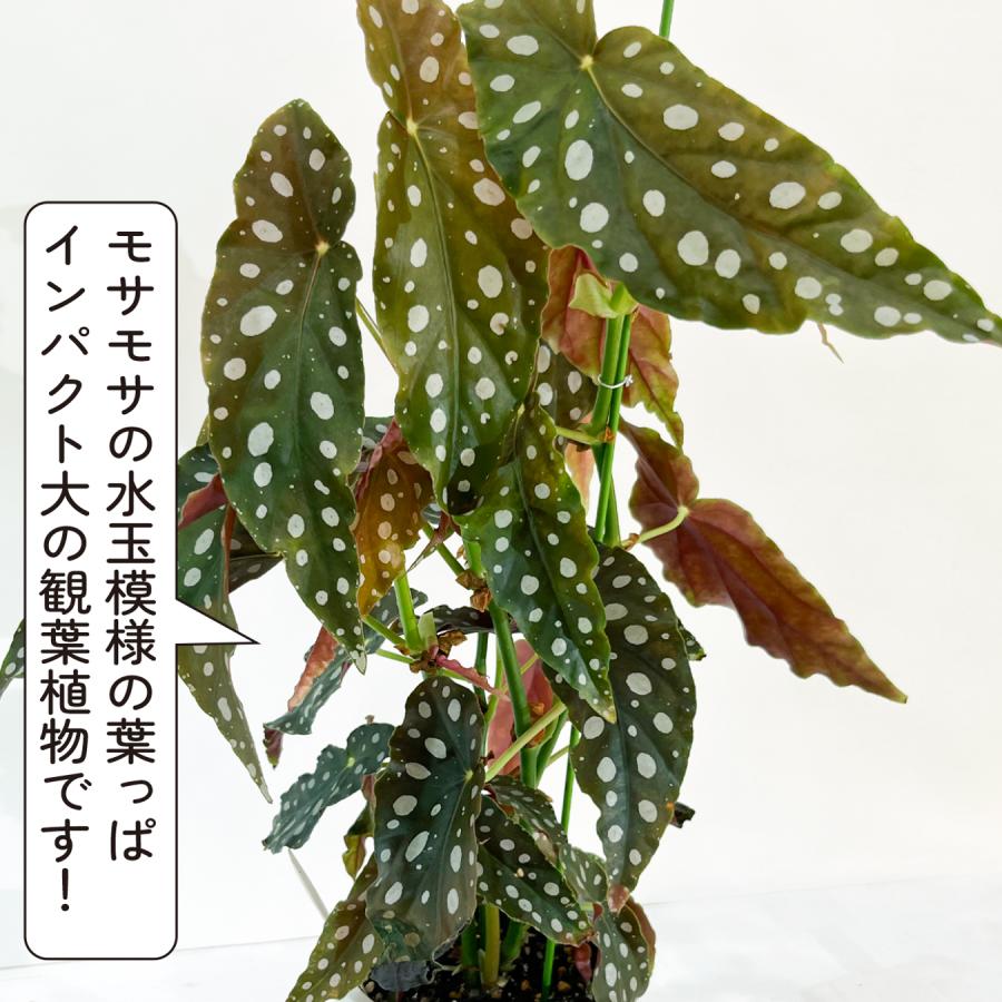 ベゴニア マクラータ （ポルカドットベゴニア） 観葉植物 5.5号 水玉