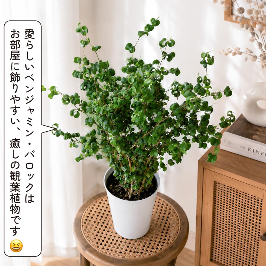 フィカス ベンジャミン バロック 6号 観葉植物 おしゃれ 室内