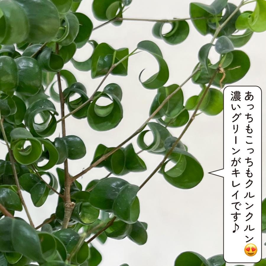 フィカス ベンジャミン バロック 6号 観葉植物 おしゃれ 室内