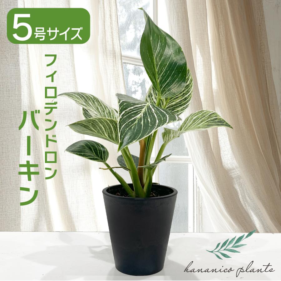 フィロデンドロン バーキン 5号 観葉植物 鉢植え 斑入り 美しい葉