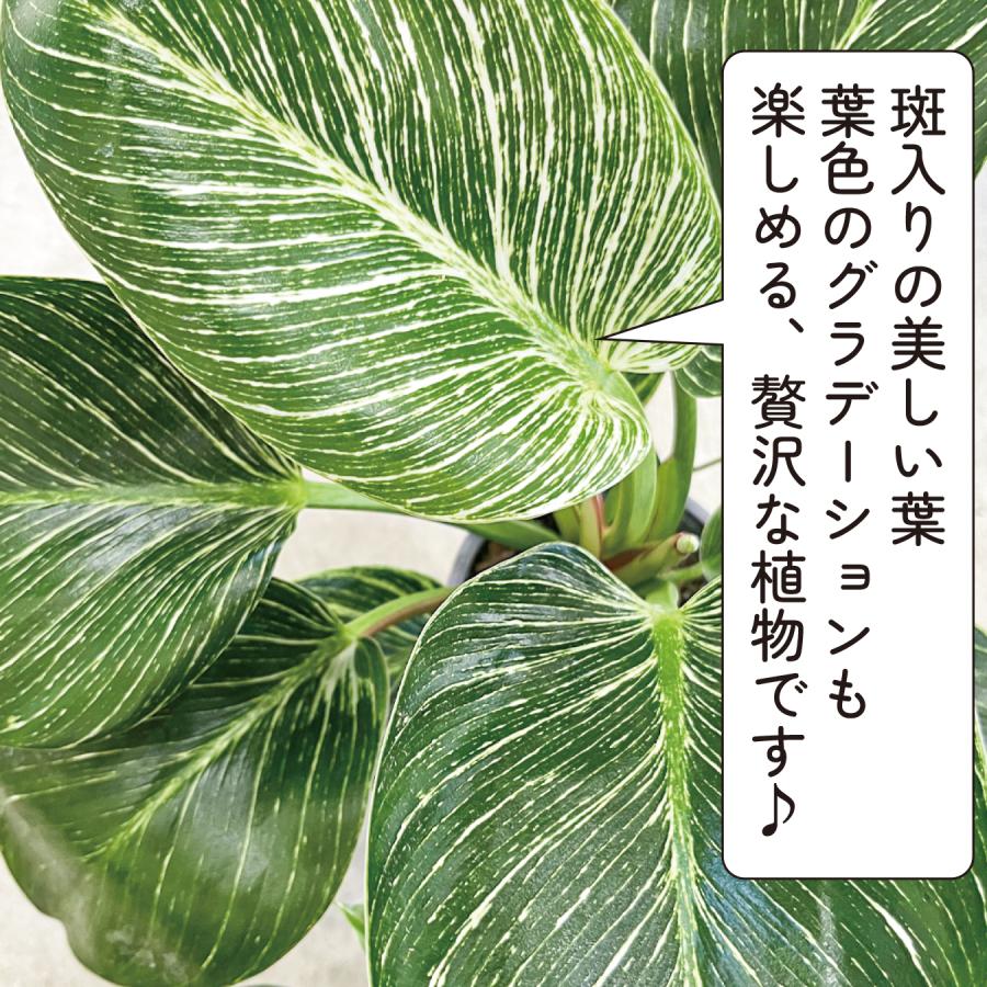 フィロデンドロン バーキン 5号 観葉植物 鉢植え 斑入り 美しい葉