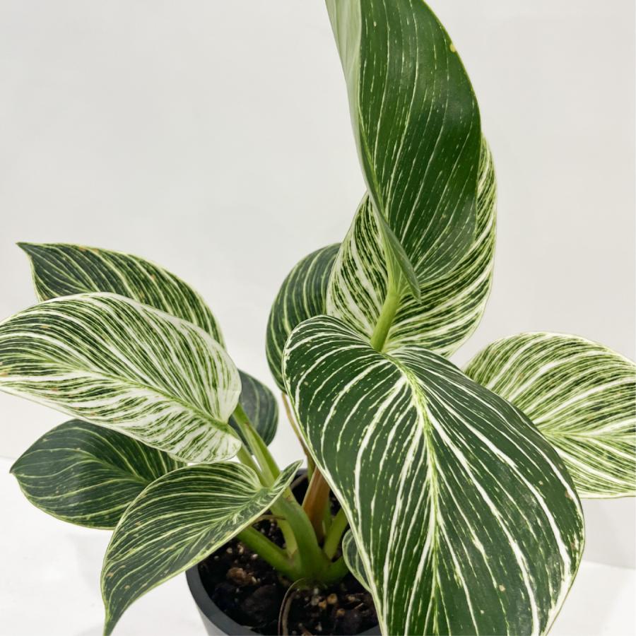 フィロデンドロン バーキン 5号 観葉植物 鉢植え 斑入り 美しい葉