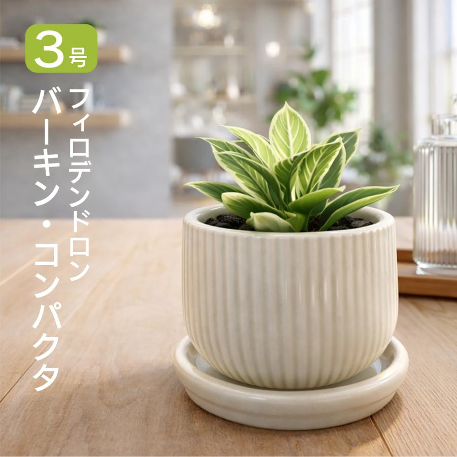 フィロデンドロン バーキン・コンパクタ 矮性 新品種 手のひらサイズの