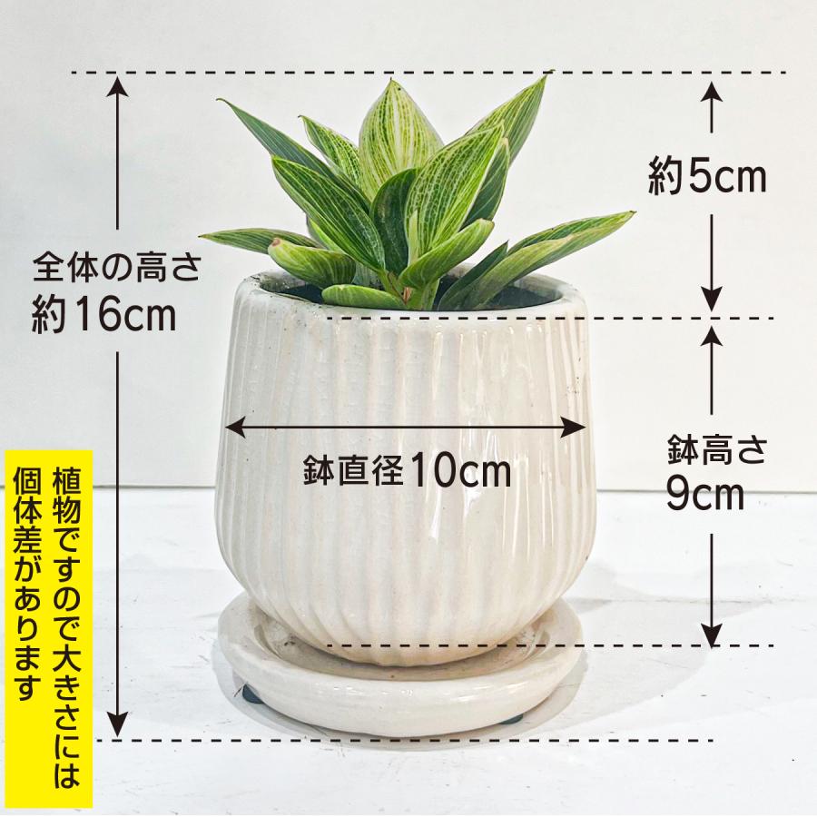 フィロデンドロン バーキン・コンパクタ 矮性 新品種 手のひらサイズの