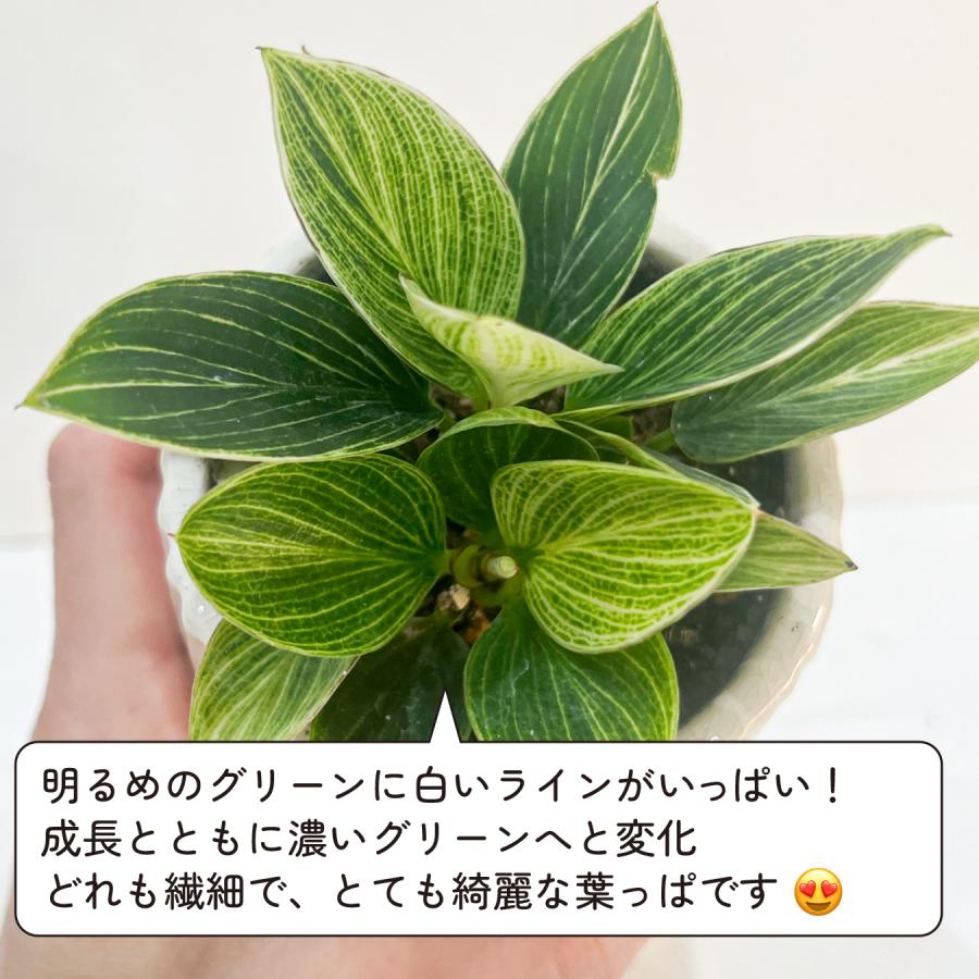 フィロデンドロン バーキン・コンパクタ 矮性 新品種 手のひらサイズの