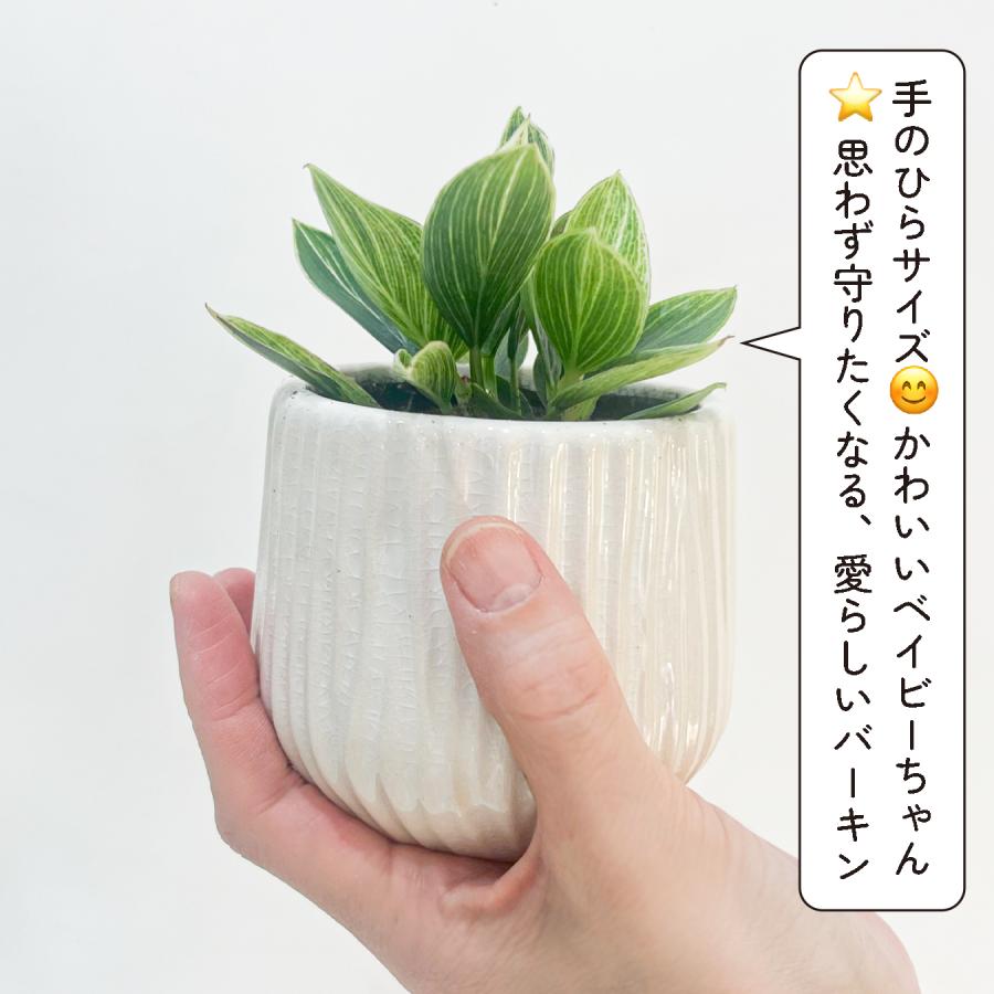 フィロデンドロン バーキン・コンパクタ 矮性 新品種 手のひらサイズの