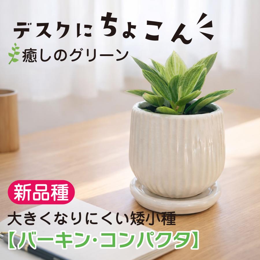フィロデンドロン バーキン・コンパクタ 矮性 新品種 手のひらサイズの