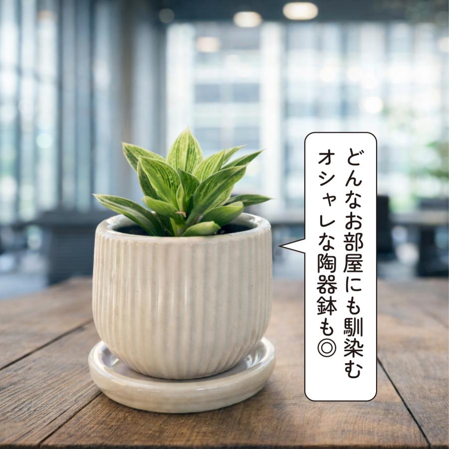 フィロデンドロン バーキン・コンパクタ 矮性 新品種 手のひらサイズの