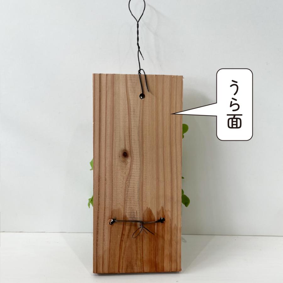 コウモリラン 板付き ミニサイズ ビカクシダ 壁掛け おしゃれ